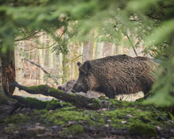 Wildschwein